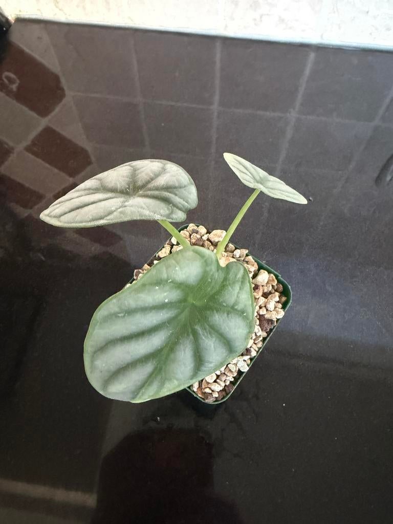 Alocasia Silver Dragon in Lechuza Pon, Ophalen, Halfschaduw, Minder dan 100 cm