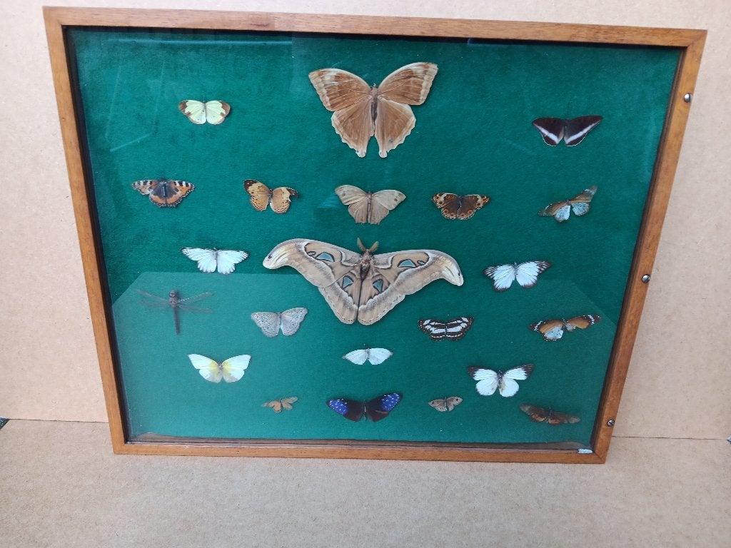 Vlinderkast met o.a. grote Atlasvlinder, Ophalen of Verzenden, Gebruikt, Wild dier, Opgezet dier
