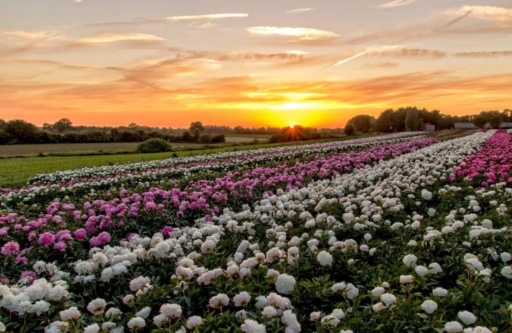 pioenrozen verzameling, Tuin en Terras, Planten | Tuinplanten, Overige soorten, Volle zon, Vaste plant, Ophalen of Verzenden