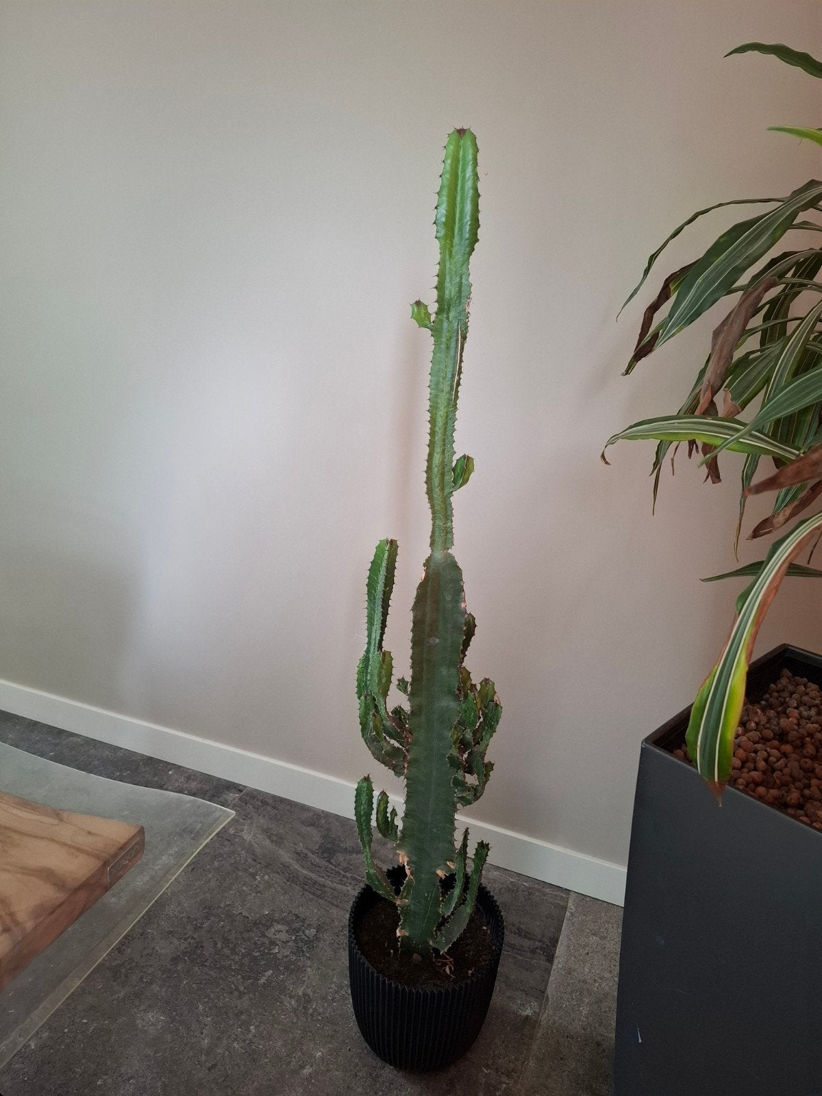 ceramic cactus Design Imports main image 1
