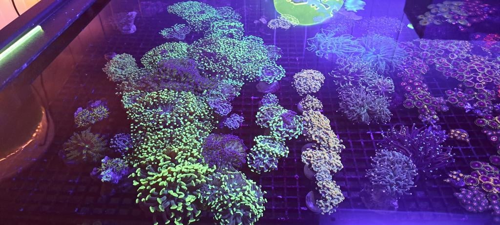 Mooie koralen voor het zeeaquarium, Dieren en Toebehoren, Overige typen