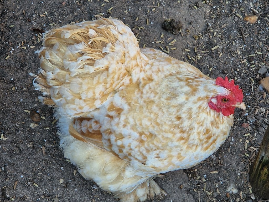 Cochin kriel en zijdehoen, Dieren en Toebehoren, Vrouwelijk, Kip