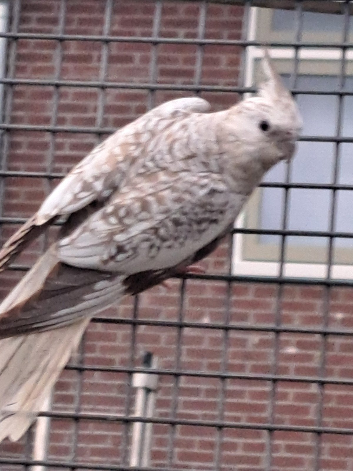 Mooie geparelde valkparkiet pop van vorigjaar, Dieren en Toebehoren, Vogels | Parkieten en Papegaaien, Vrouwelijk, Parkiet