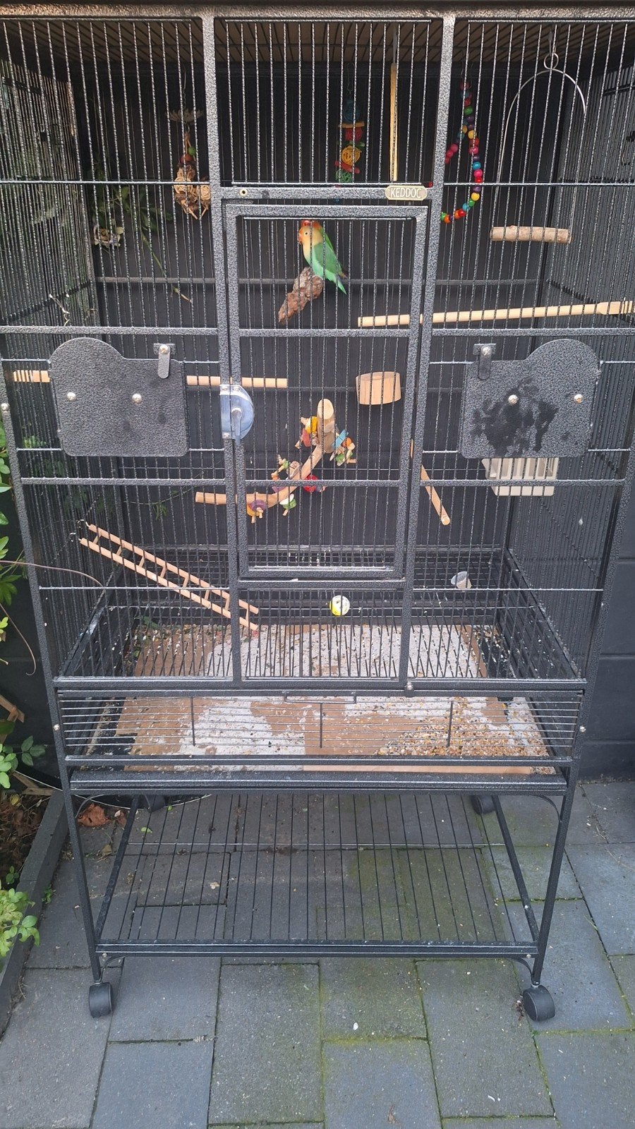 dwergpapegaaien in kooi, Meerdere dieren, Dwergpapegaai of Agapornis