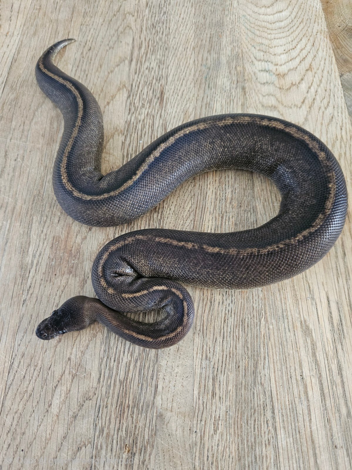 python regius koningspython 0.1 Ball Python - female for sale from Claudia