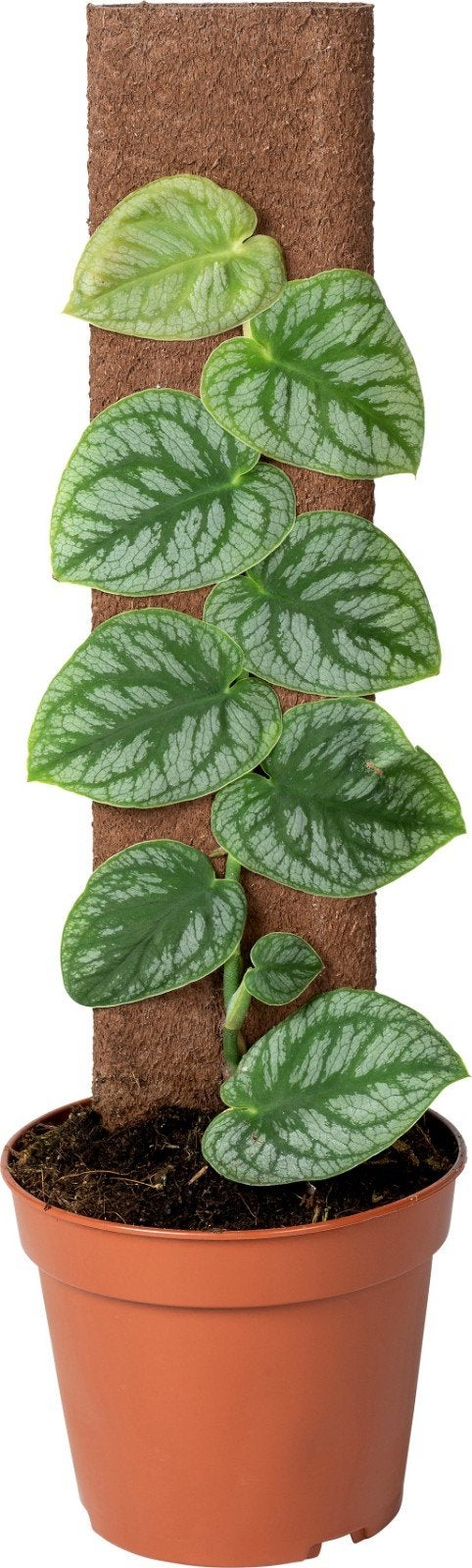 Monstera dubia stekjes, Ophalen of Verzenden, Overige soorten, Halfschaduw