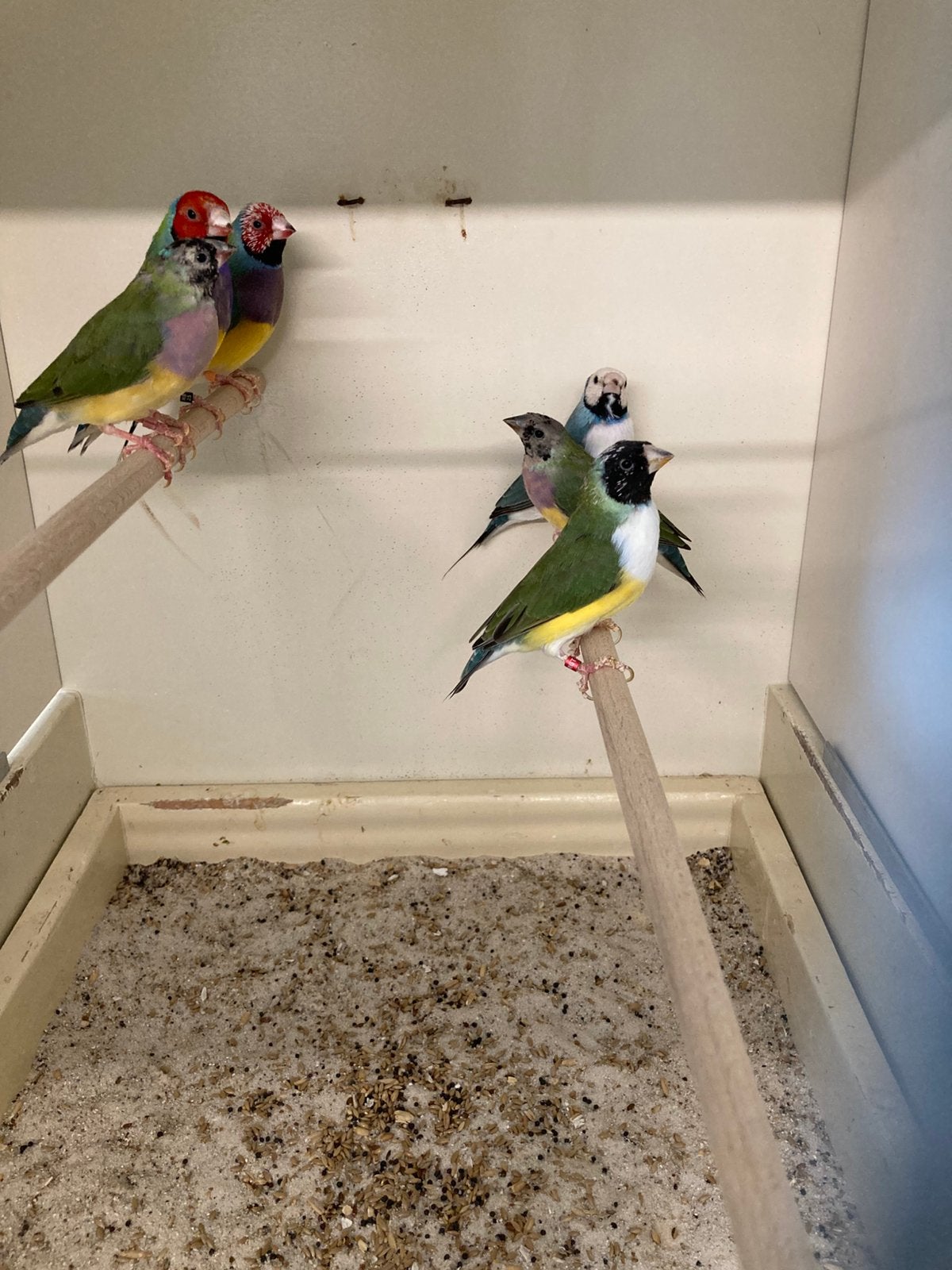 Gouldamadines, Dieren en Toebehoren, Meerdere dieren, Geringd