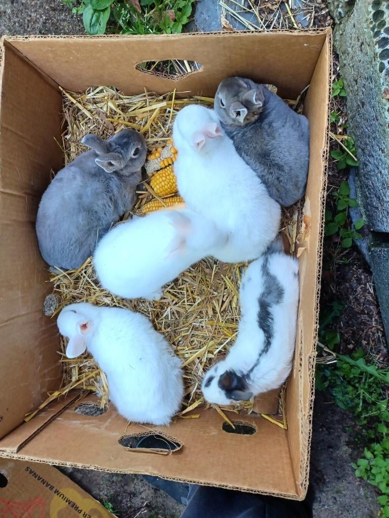 rex konijntjes, Dieren en Toebehoren, Konijnen, Meerdere dieren