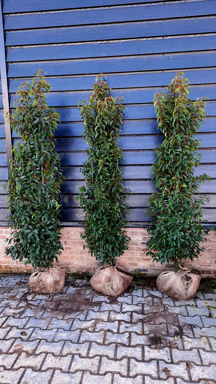 Prunus Lusitanica 'Angustifolia' ❗️🍀 Portugese Laurier 🍀❗️, Tuin en Terras, Planten | Struiken en Hagen, Ophalen, Laurier, 100 tot 250 cm