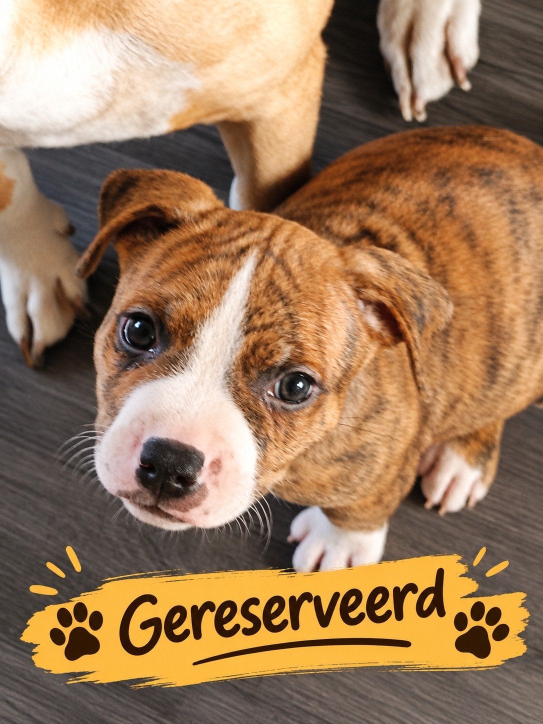 prachtige Amerikaanse Stafford puppies-resevering geopend, 8 tot 15 weken, American Staffordshire Terriër, Meerdere, Meerdere dieren