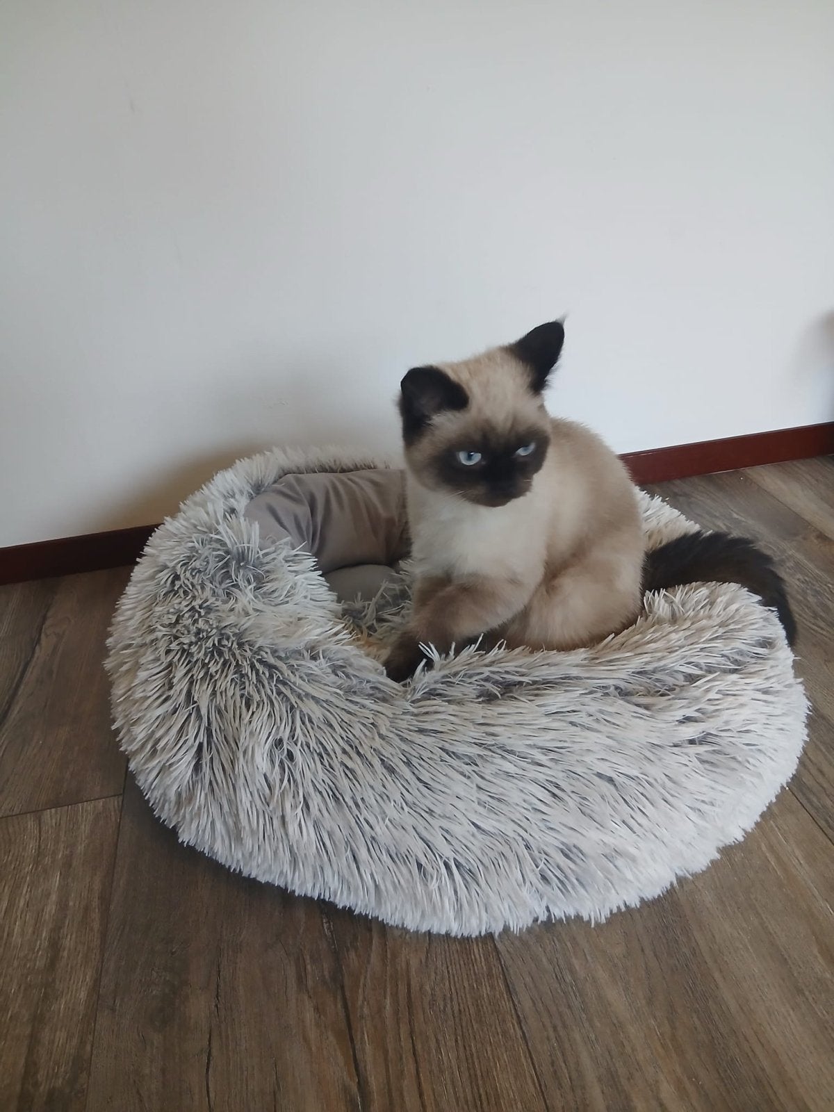 Ragdoll kittens klaar om de nest te verlaten, Dieren en Toebehoren, Meerdere dieren, Langharig, 0 tot 2 jaar