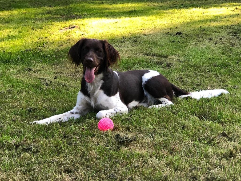 Heidewachtel, Kleine Münsterländer 20 mei puppies, Dieren en Toebehoren, 8 tot 15 weken, Meerdere, Meerdere dieren, Duitse Staande hond