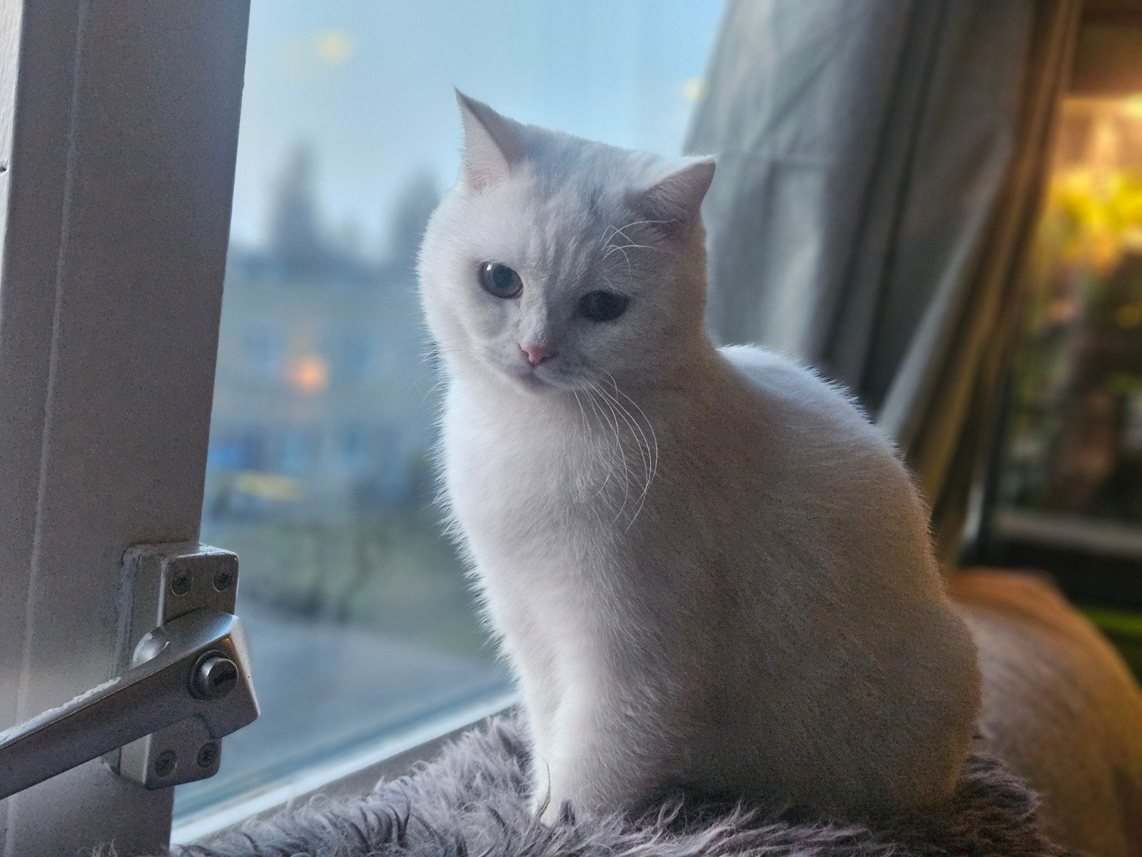 Britse korthaar poes wit 1 & 1/2 jaar, Dieren en Toebehoren, Poes, Gechipt, 0 tot 2 jaar
