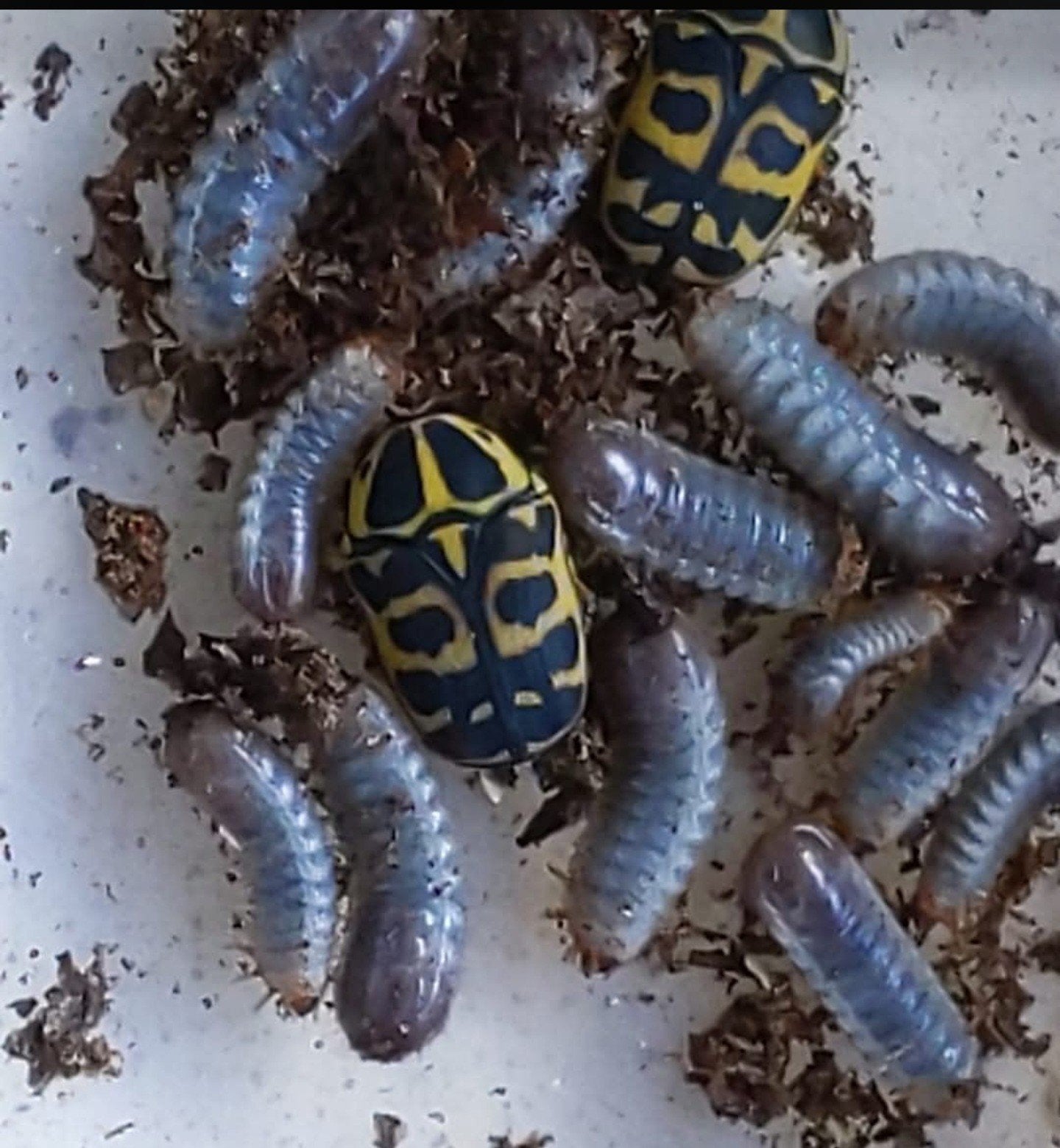 Pachnoda cordata, Dieren en Toebehoren, Overige soorten