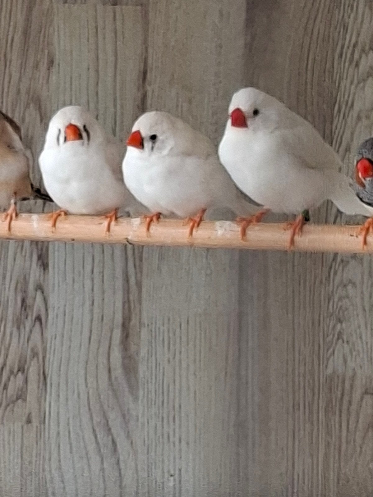 jonge zeebravinken, Dieren en Toebehoren, Vogels | Overige Vogels, Meerdere dieren