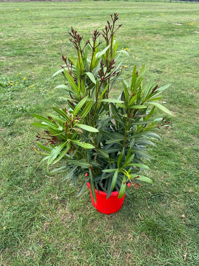 5 stuks Rode Oleanders - Nerium Oleander 'Jannoch', Volle zon, Vaste plant, Zomer, Ophalen