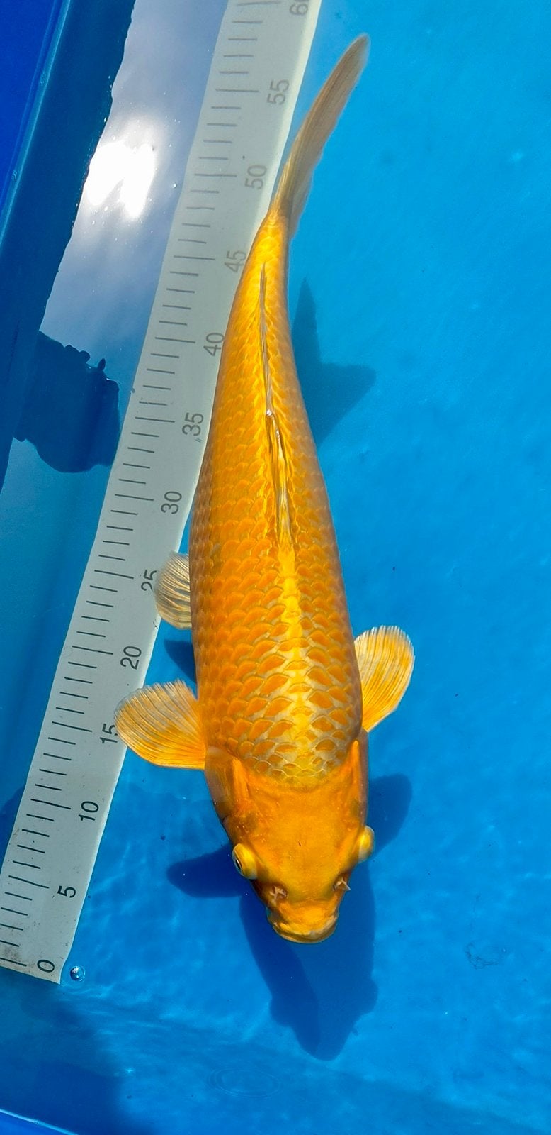 Japanse koi, HQ Yamabuki Izumiya, Karper of Koi