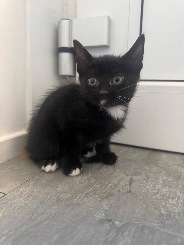 kitten half ragdoll half europese korthaar, Poes