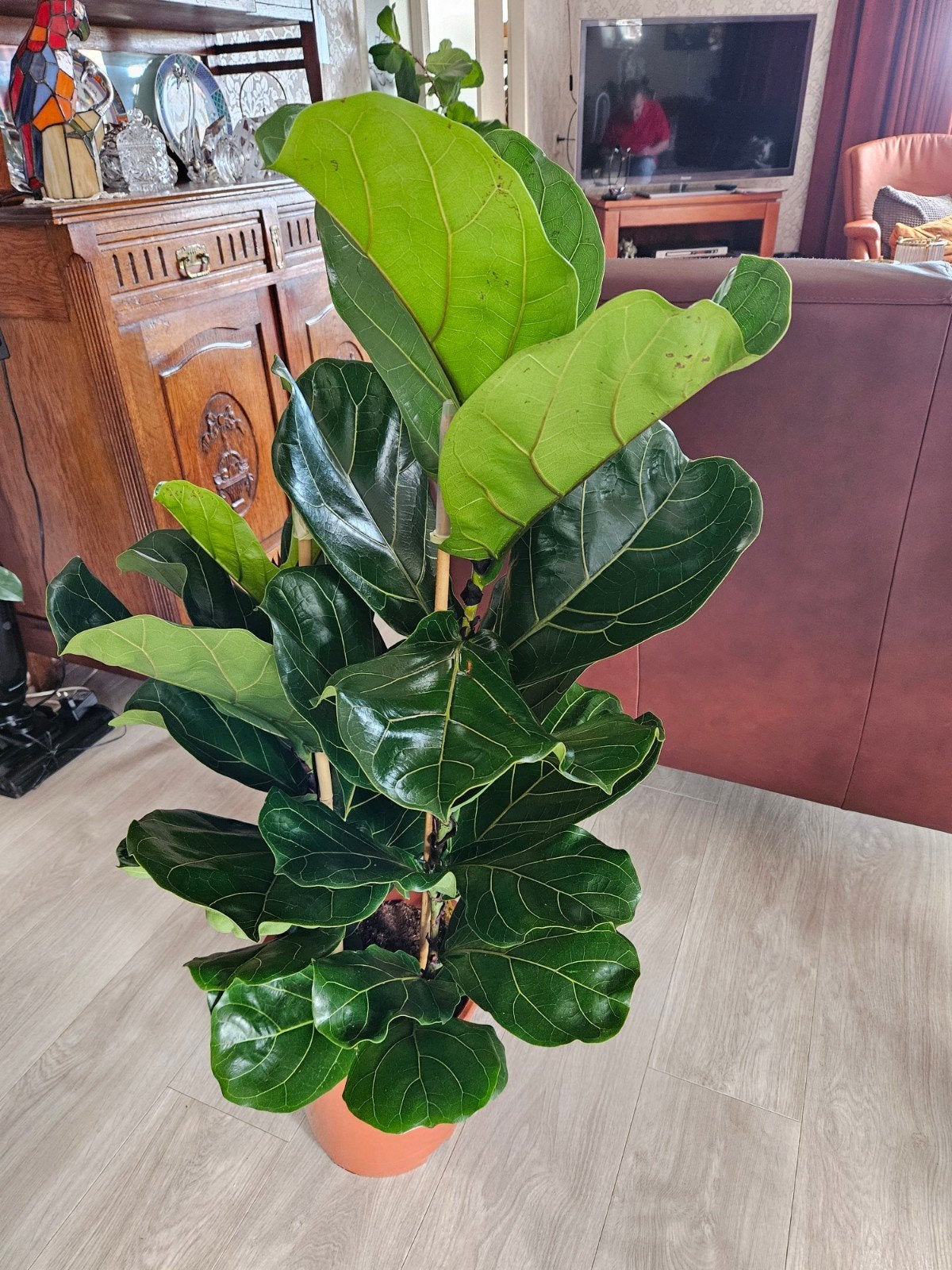 Grote Ficus Lyrata (Tabaksplant) +- 1.20cm., Ophalen, Ficus, 100 tot 150 cm, Halfschaduw