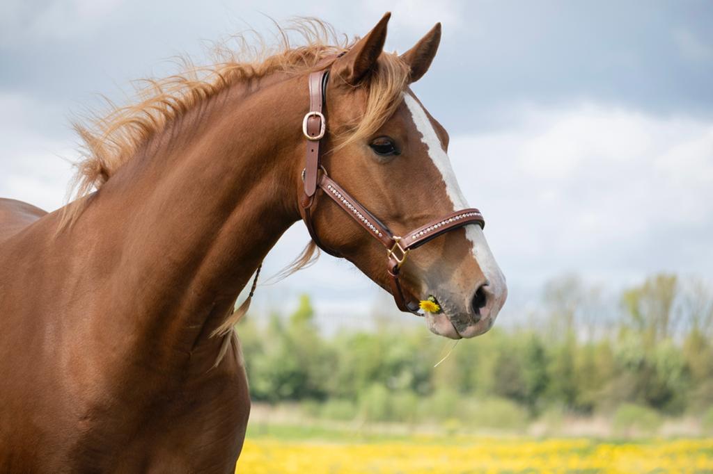Cognac lederen halster maat Full, Dieren en Toebehoren, Ophalen of Verzenden, Nieuw, Overige soorten