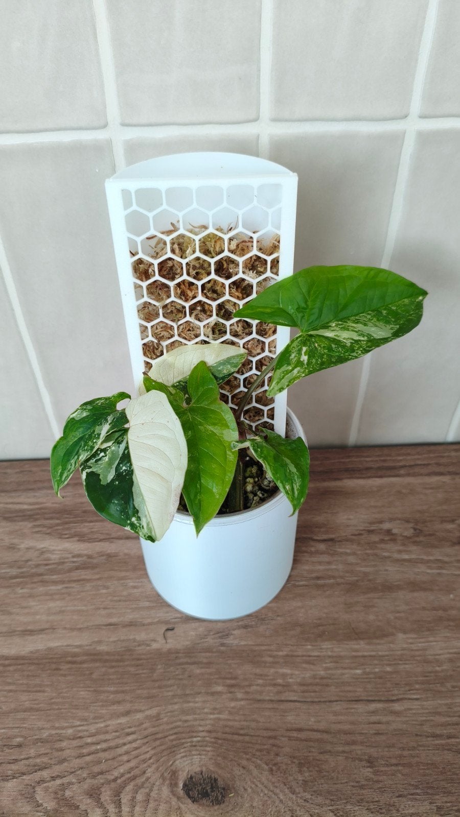Syngonium albo (mospaal + pot €7,50 totaal), Ophalen of Verzenden, Halfschaduw, Minder dan 100 cm