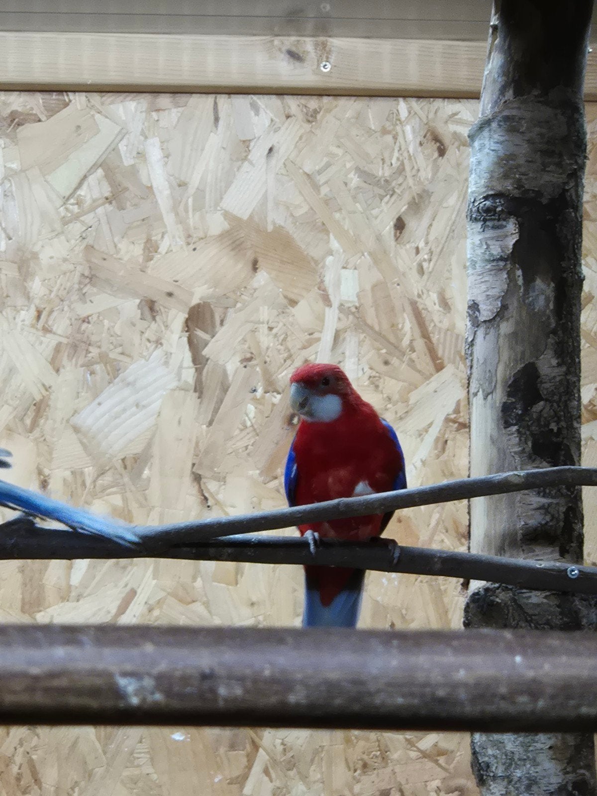 Rosella mutatie, Dieren en Toebehoren, Meerdere dieren, Parkiet, Geringd