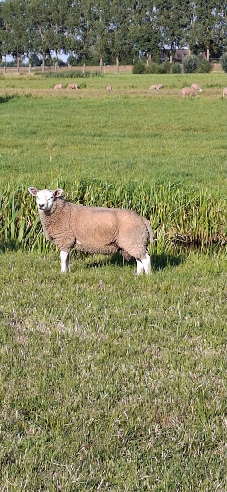 swifter x engels texelaar  dek rammen te koop, Mannelijk, Schaap, 0 tot 2 jaar