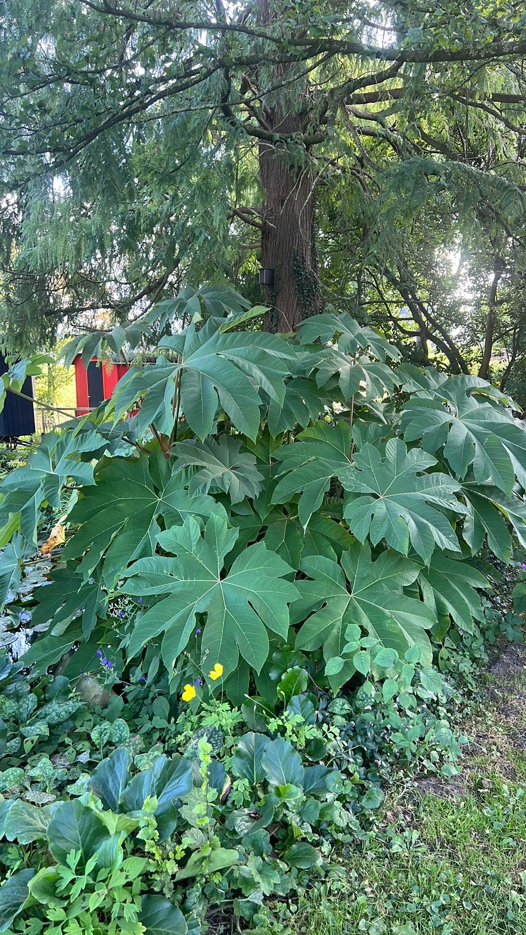 Tetrapanax - rijstpapierplant, Tuin en Terras, Ophalen of Verzenden, Overige soorten, Volle zon