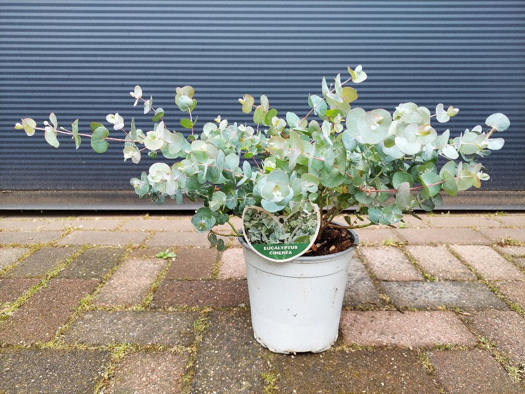 Eucalyptus Cinerea - Eucalyptusplant / Gomboom H: 37 cm., Tuin en Terras, Volle zon, Vaste plant, Bloeit niet, Ophalen
