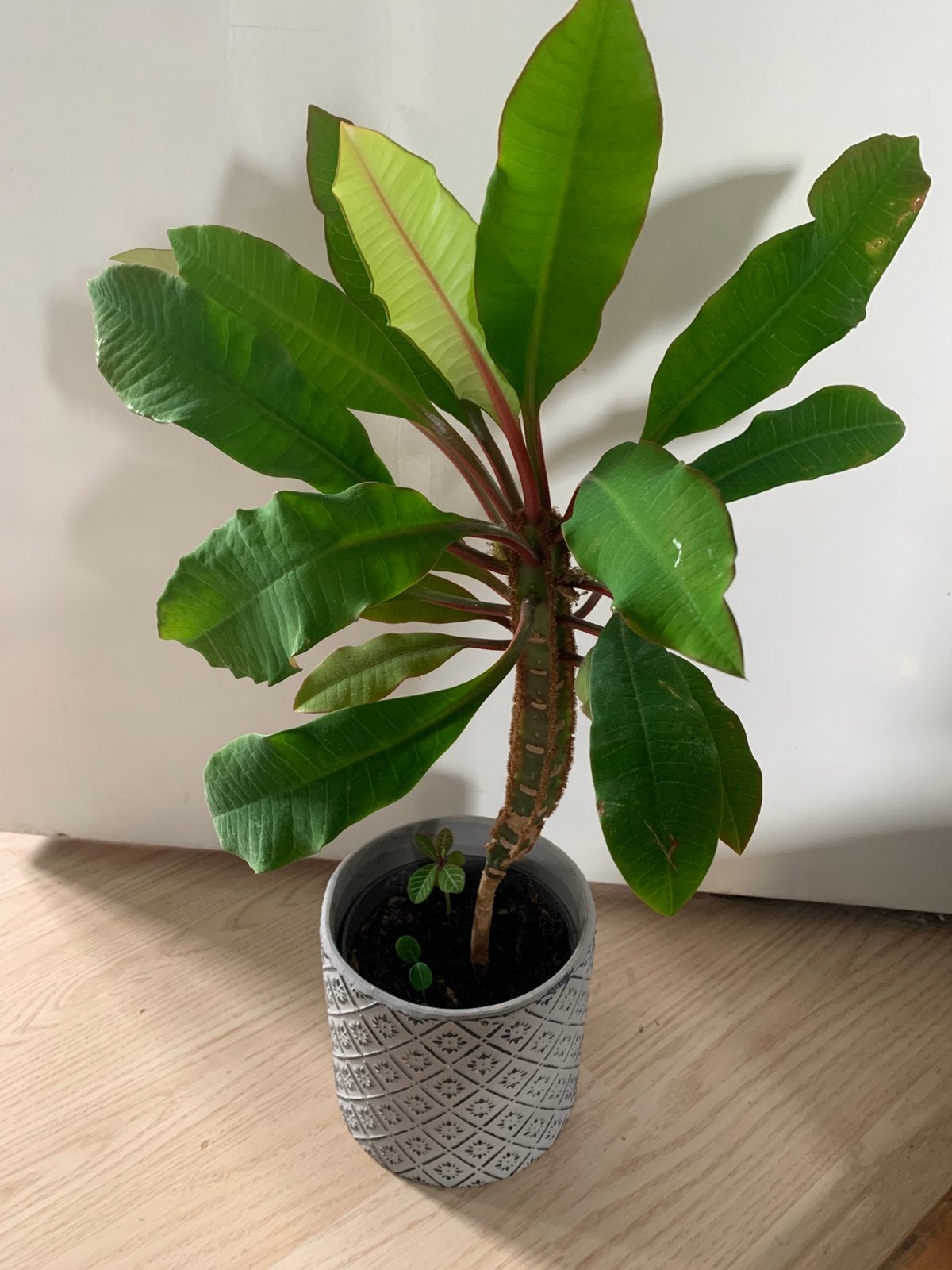 Madagascar juweel plant met 2 jonge plantjes, Ophalen, Halfschaduw, Minder dan 100 cm