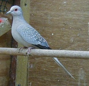 Diamantduif | Tropische vogels | Volièrevogels, Dieren en Toebehoren, Meerdere dieren, Overige soorten
