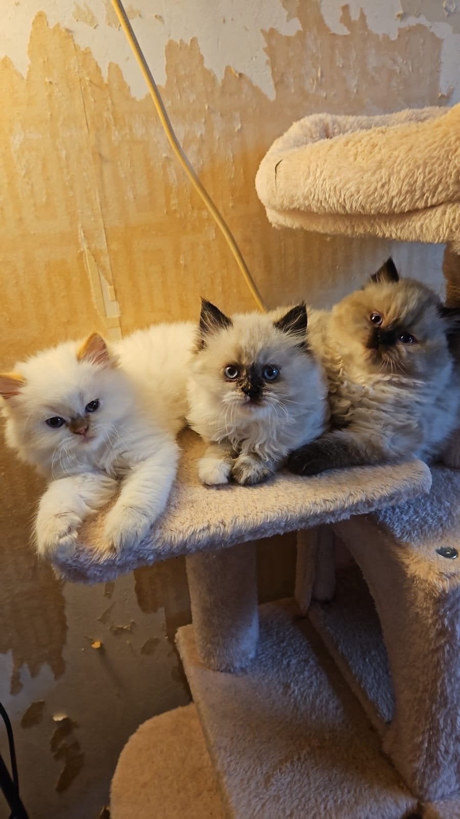 Perzische Kittens, Dieren en Toebehoren, Katten en Kittens | Raskatten | Langhaar, Meerdere dieren