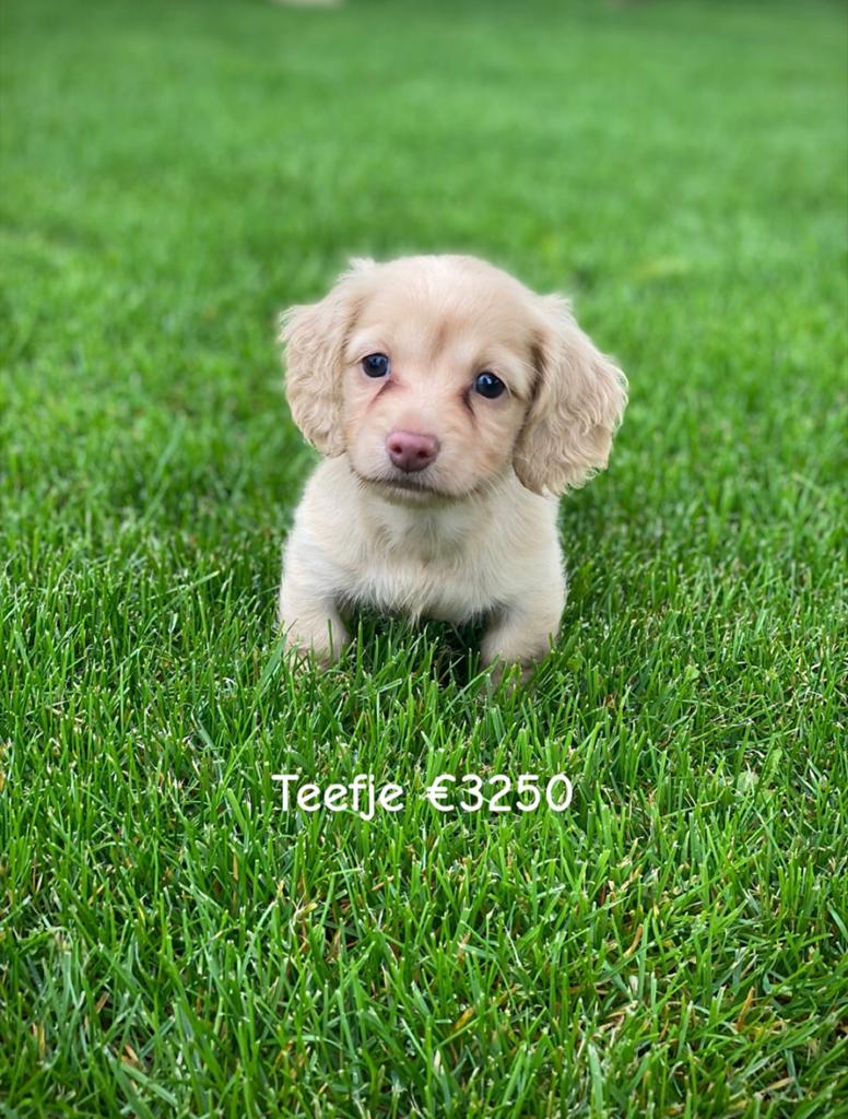 Langharige kleurrijke teckel pups blond / cream, Dieren en Toebehoren, 8 tot 15 weken, Dwerg, Langhaar, Meerdere