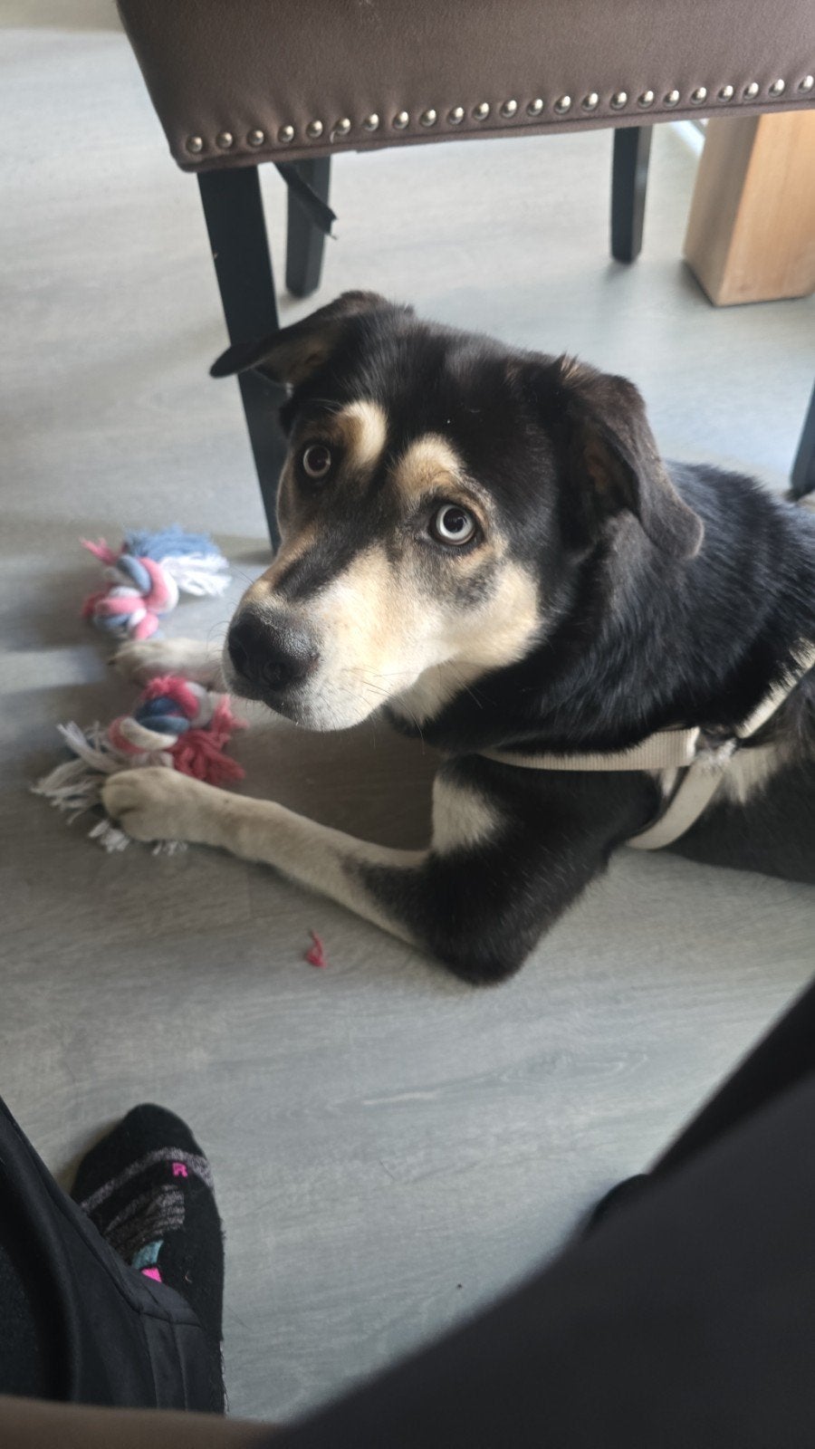 Bluey zoekt actieve baas, Dieren en Toebehoren, 1 tot 2 jaar, CDV (hondenziekte), Teef, Eén hond