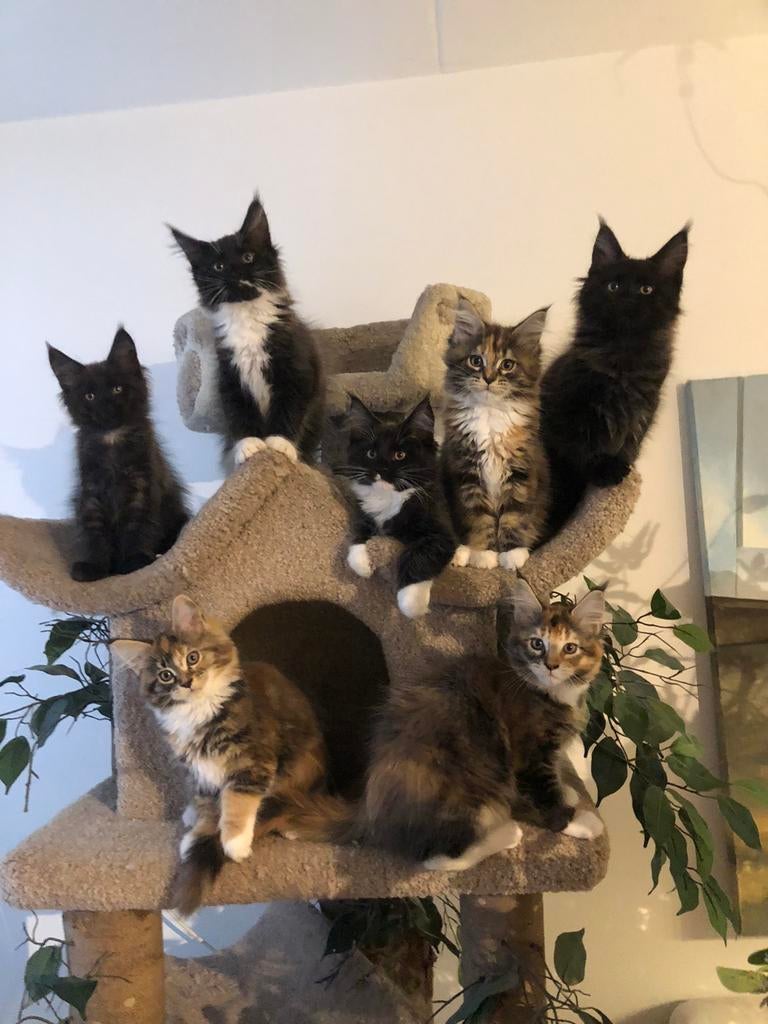 Prachtige Maine Coon kittens te koop, Meerdere dieren, Langharig, 0 tot 2 jaar