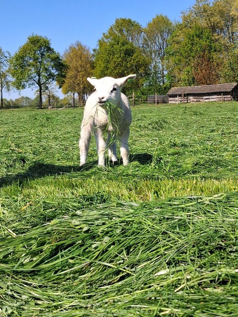 Gezocht wei lang voor mijn 8 schapen met lammetjes, Dieren en Toebehoren