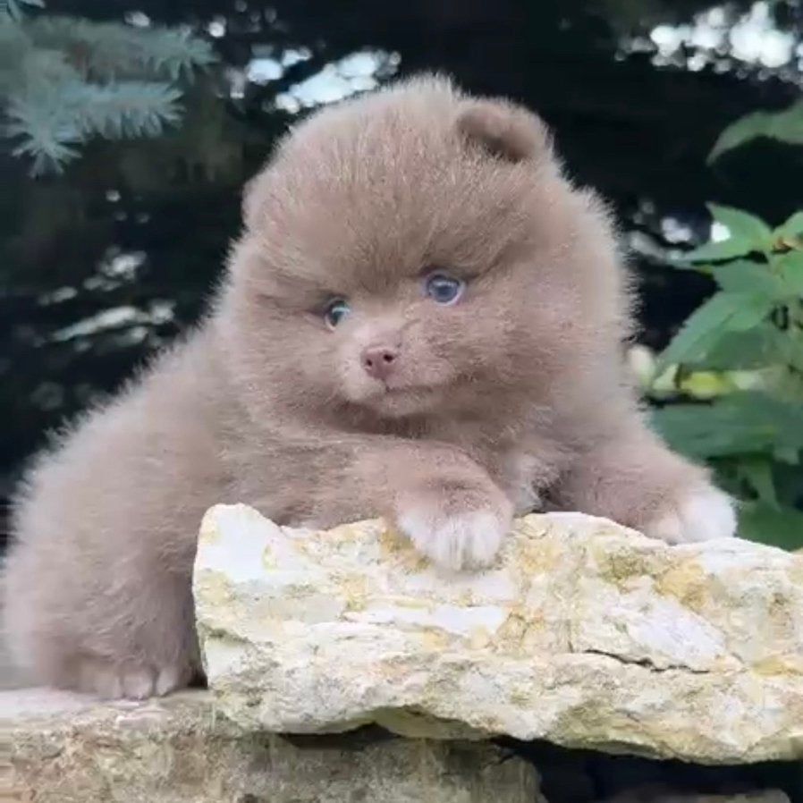 Exclusieve Lilac Bearface Pomeranian puppy - Reutje, Particulier, Keeshond, Reu, 8 tot 15 weken
