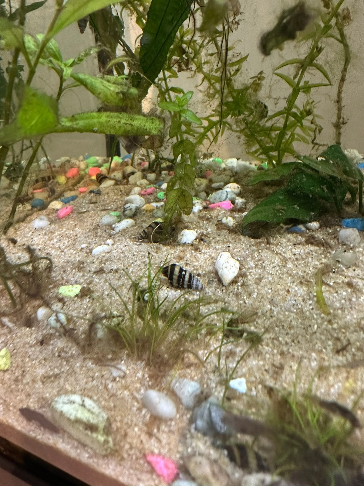 Helena slakken, Dieren en Toebehoren, Vissen | Aquariumvissen, Slak of Weekdier, Zoetwatervis