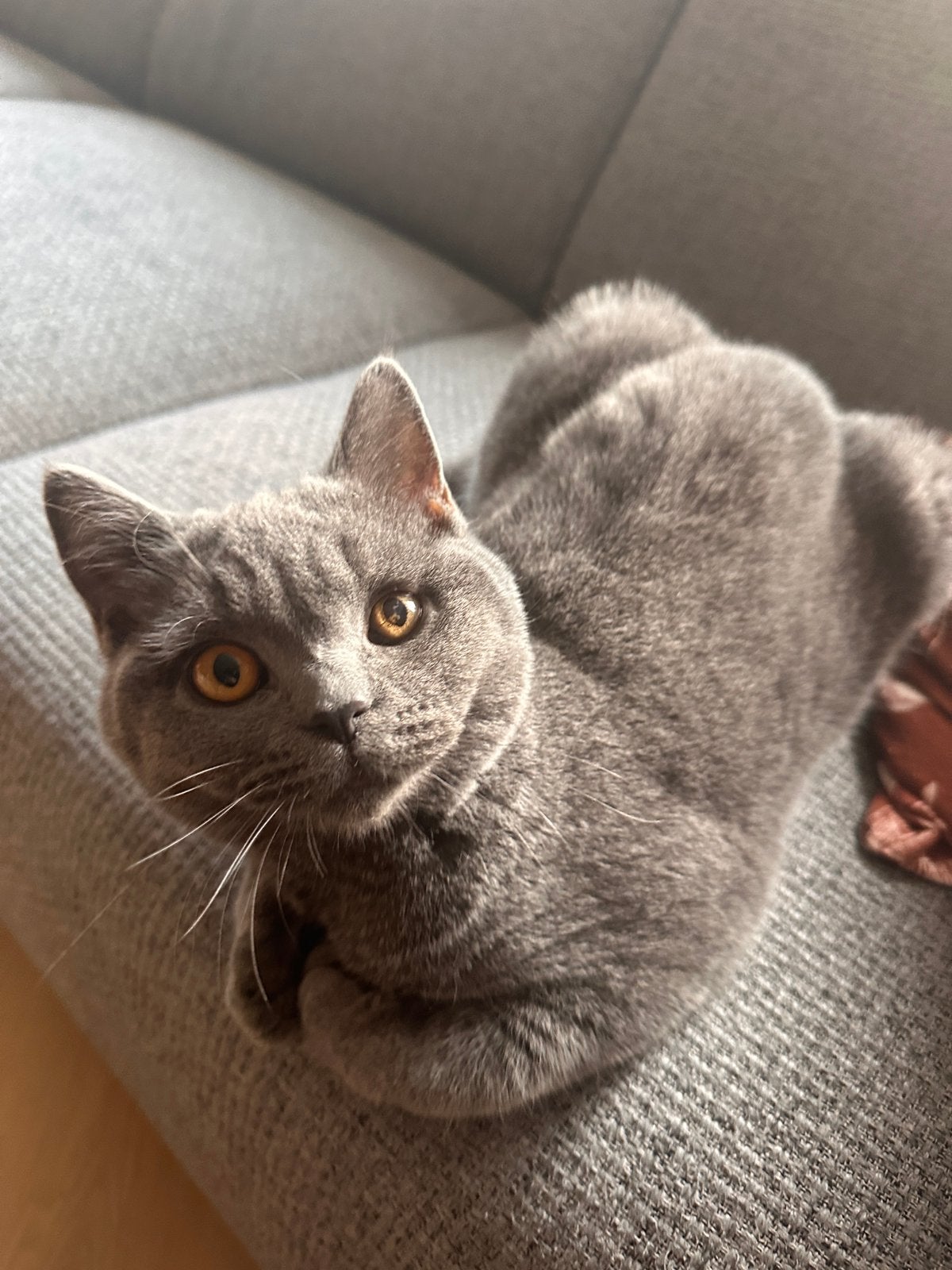 British shorthair kitten, Poes, Ontwormd