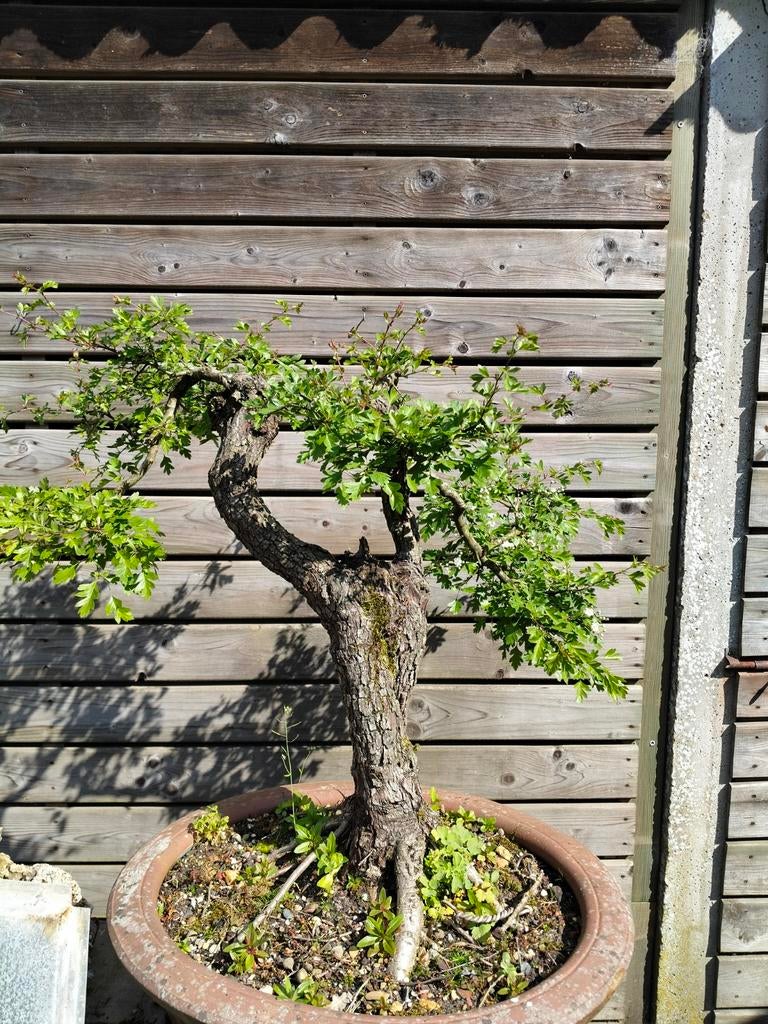 Meidoorn Bonsai met Witte Bloemen en Oude Bast, Volle zon, Vaste plant, Lente, Ophalen