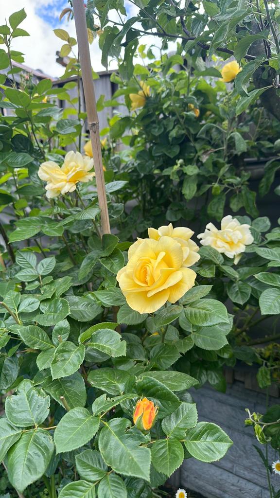 Stekjes van Gele roos - Prachtige Rozen voor uw Tuin, Tuin en Terras, Planten | Tuinplanten, Volle zon, Vaste plant, Zomer, Ophalen