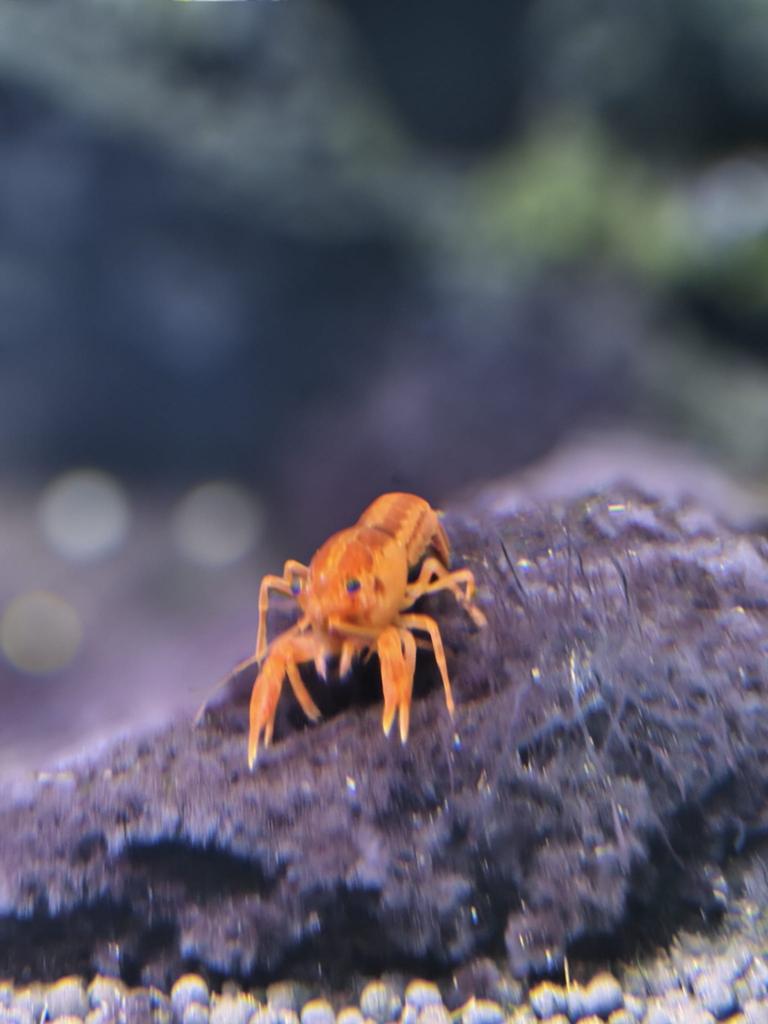 Cpo kreeftjes, Dieren en Toebehoren, Vissen | Aquariumvissen, Vis