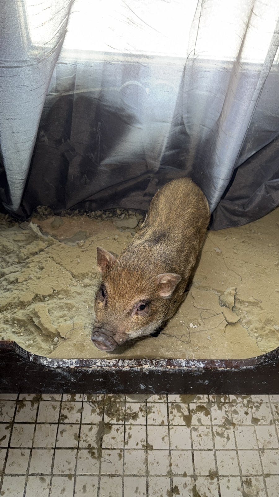 Mini varkentje ( beer ), Dieren en Toebehoren, Mannelijk, Varken, 0 tot 2 jaar