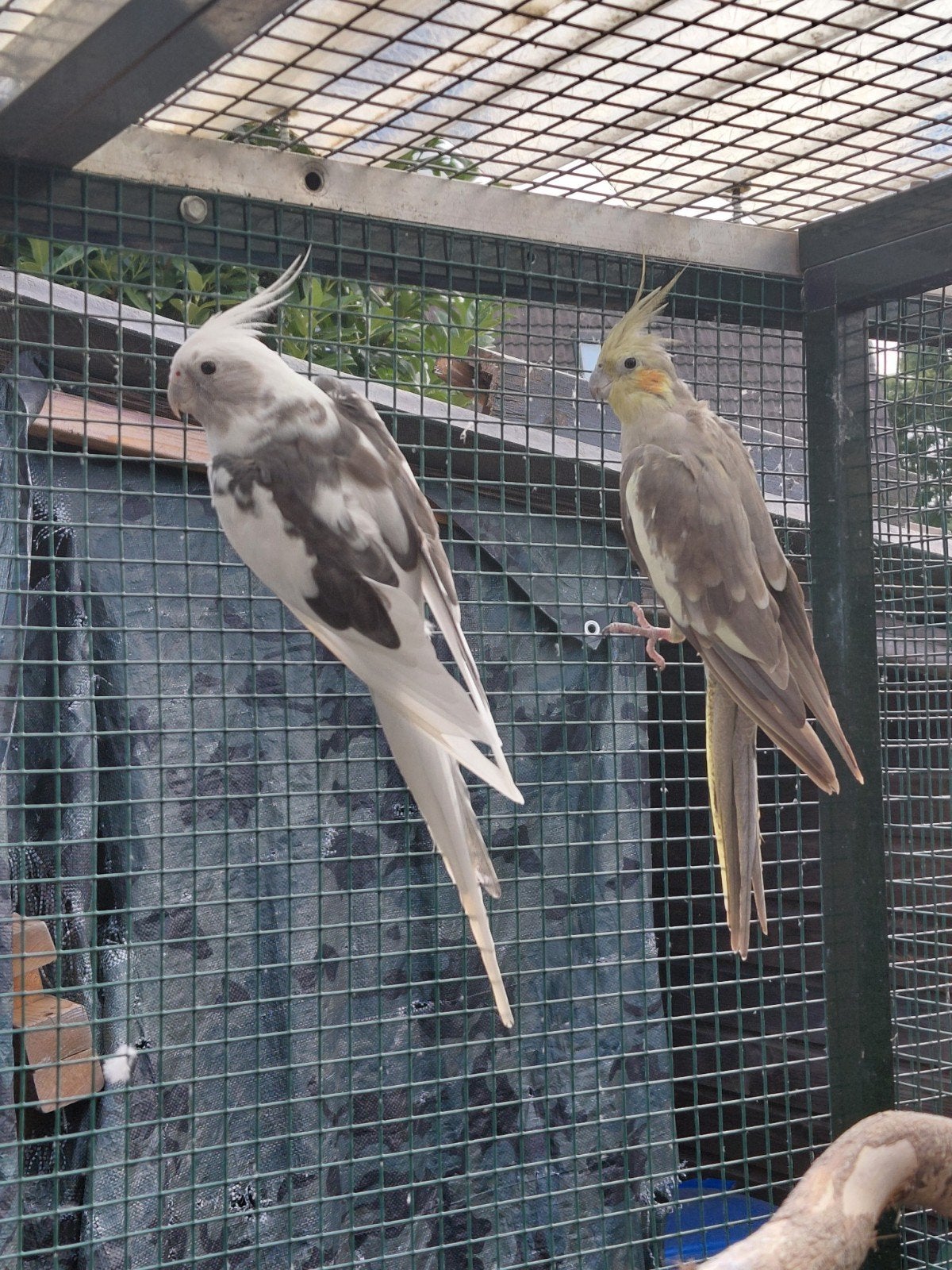 bewezen koppel valkparkieten, Dieren en Toebehoren, Vogels | Parkieten en Papegaaien, Meerdere dieren, Parkiet