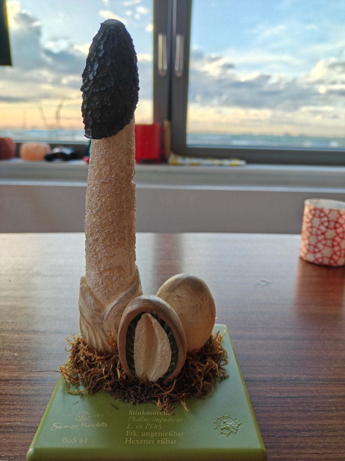Stinkzwam model - Phallus impudicus somso botanisch model, Ophalen of Verzenden, Zo goed als nieuw, Overige typen