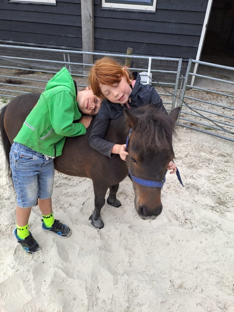 Onze lieve, stoere en eigenwijze shetlandruin Bruno, Dieren en Toebehoren, Pony's, Ruin, Zadelmak, A pony (tot 1.17m), 7 tot 10 jaar