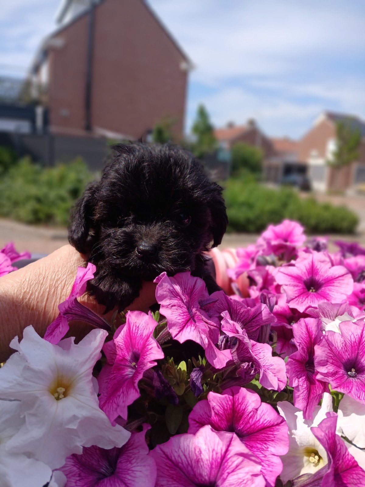 MALTIPOO 🩷🩵🩵 PUPS 9 WEKEN OUD ZOEKEN HUISJE, Parvo, Overige rassen, 8 tot 15 weken, Meerdere
