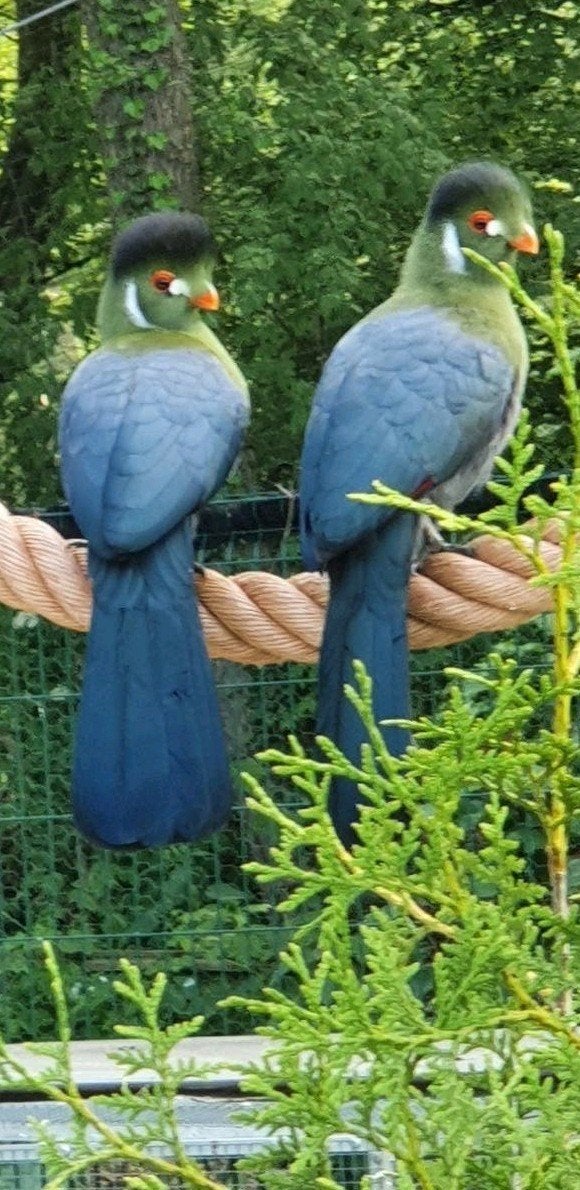 witwangtoerako 's, Dieren en Toebehoren
