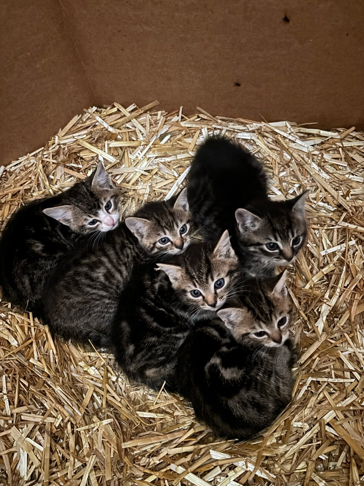 Boerderijkatten, Dieren en Toebehoren, Meerdere dieren