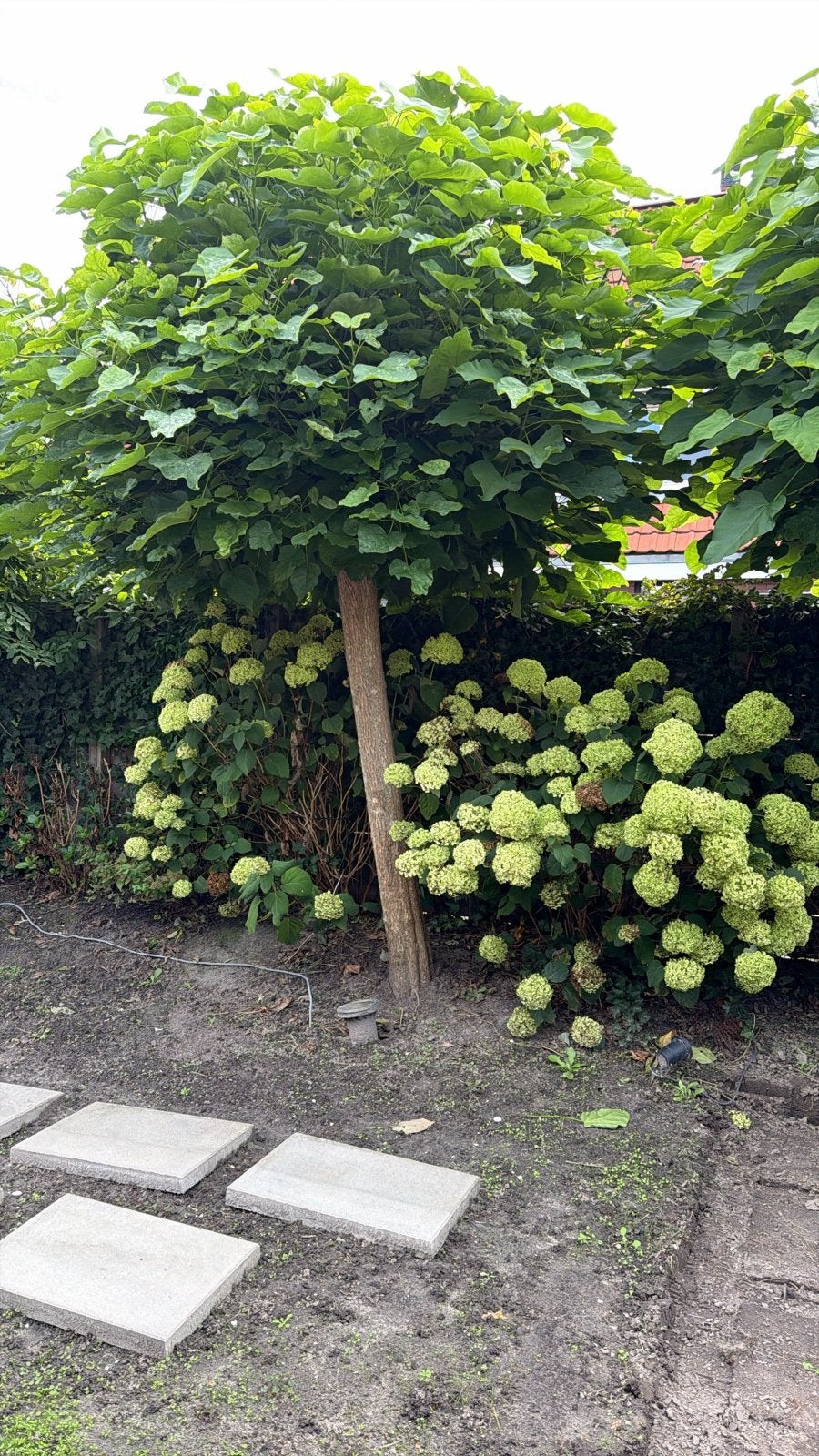 2 bol Catalpa (Trompetboom), Tuin en Terras, 250 tot 400 cm, Zomer, Ophalen, Volle zon